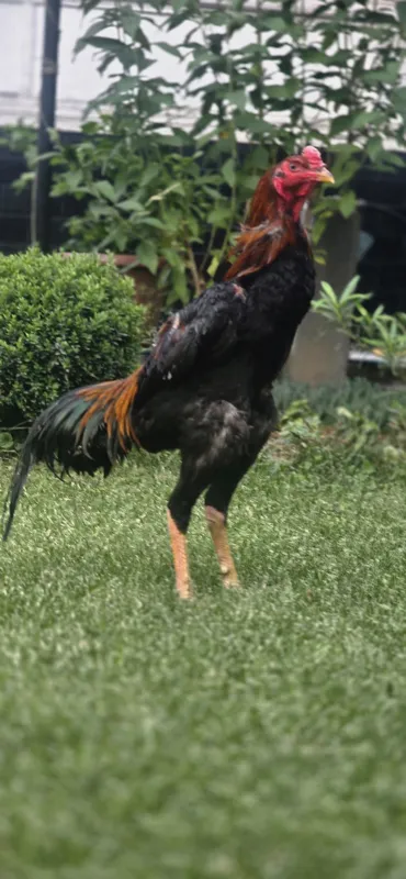 Xoʻroz sotiladi 11 oylik narxi kelishiladi