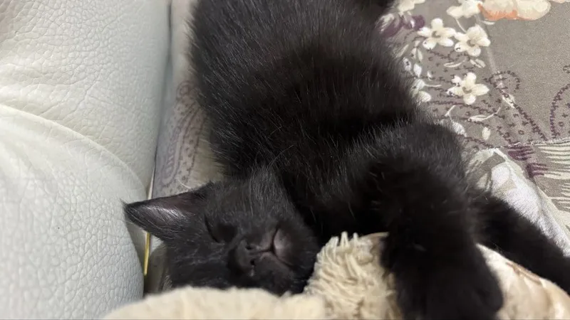 Котенок 1месяцев
