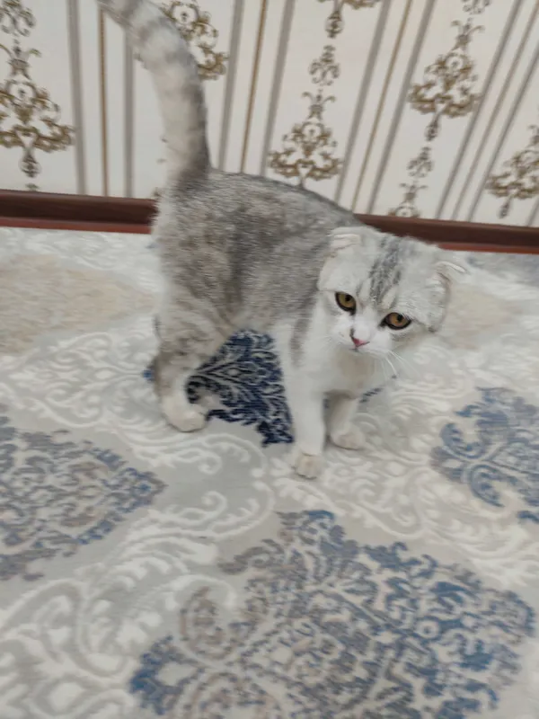 Scottish Fold Silver erkak mushuk sotiladi — фото 3