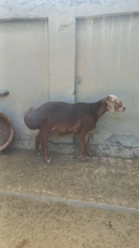 Qo'chqor sotiladi yaxshi boqilgan