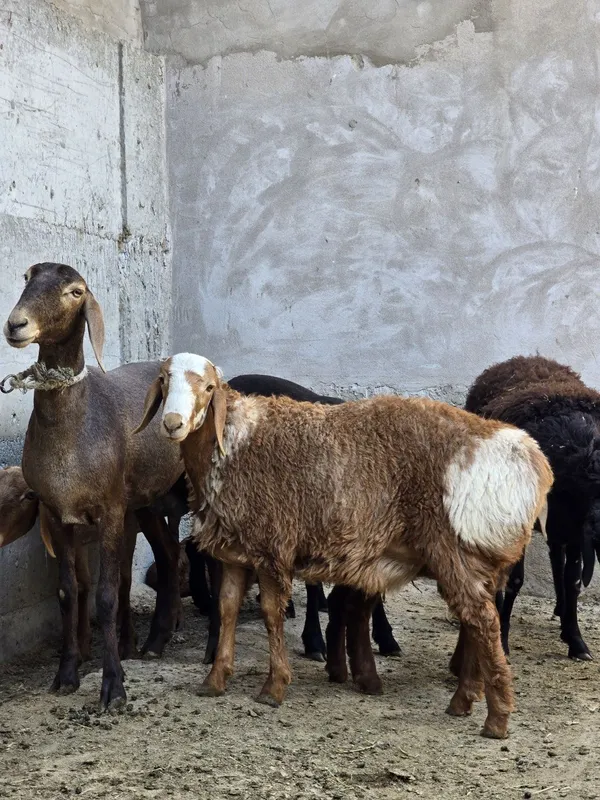 Arashan qoʻchqor bara va urgʻochi barra sotiladi