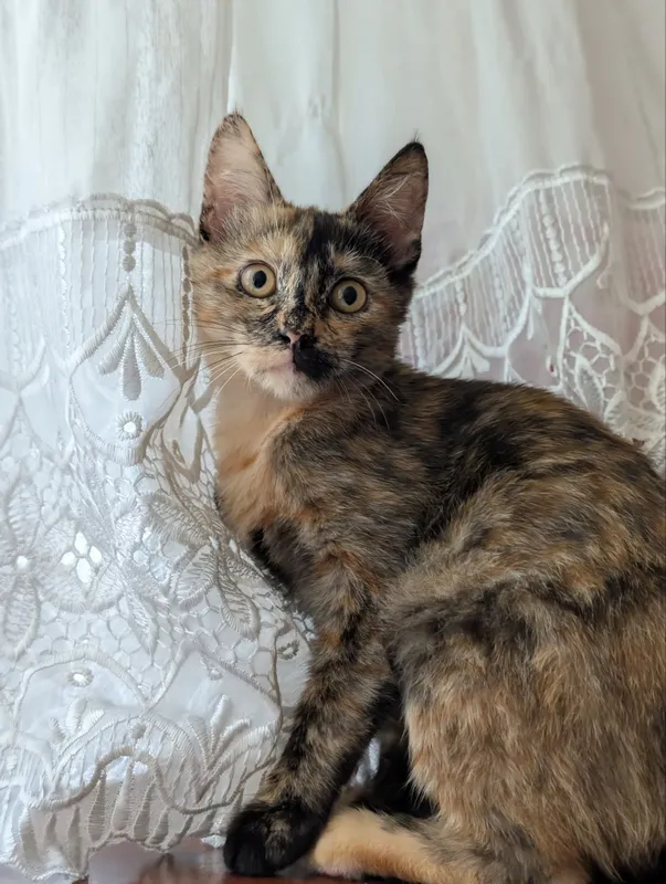 Ласковый котенок | Mehribon mushukcha 1 Ласковый котенок | Mehribon mushukcha 1