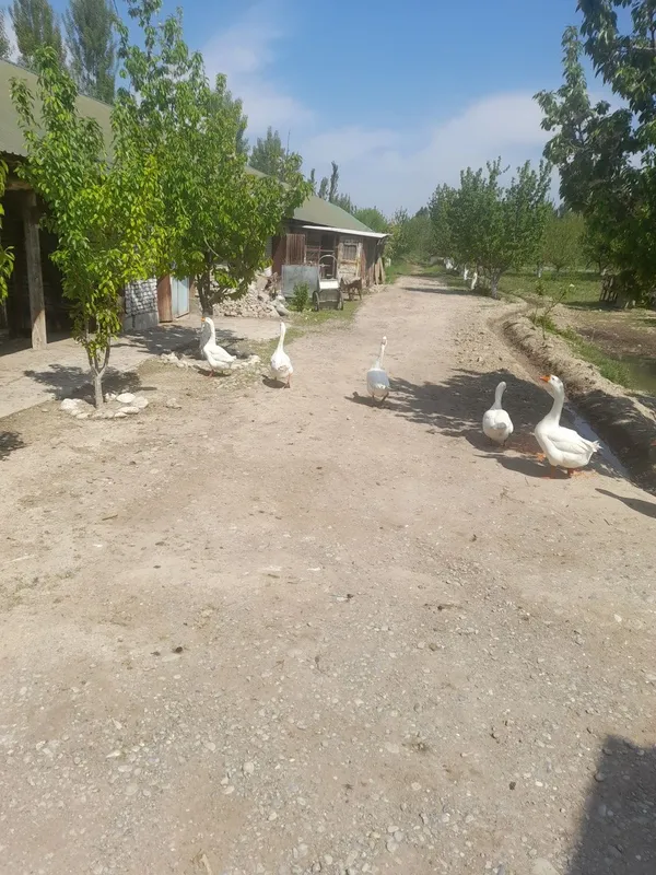 Гозлар сотилади 4та эркак 5та ургочи — фото 2