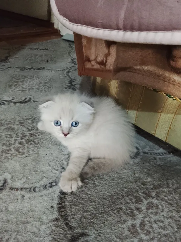 Продаются котята 5 Продаются котята 5