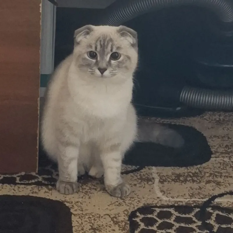 Британские скотиш фолд — фото 1