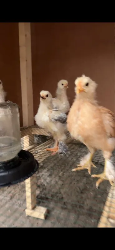 Brahma jujalari sotiladi 1 Brahma jujalari sotiladi 1