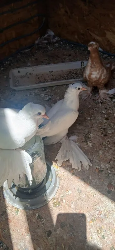 Чернохвостые голуби 1