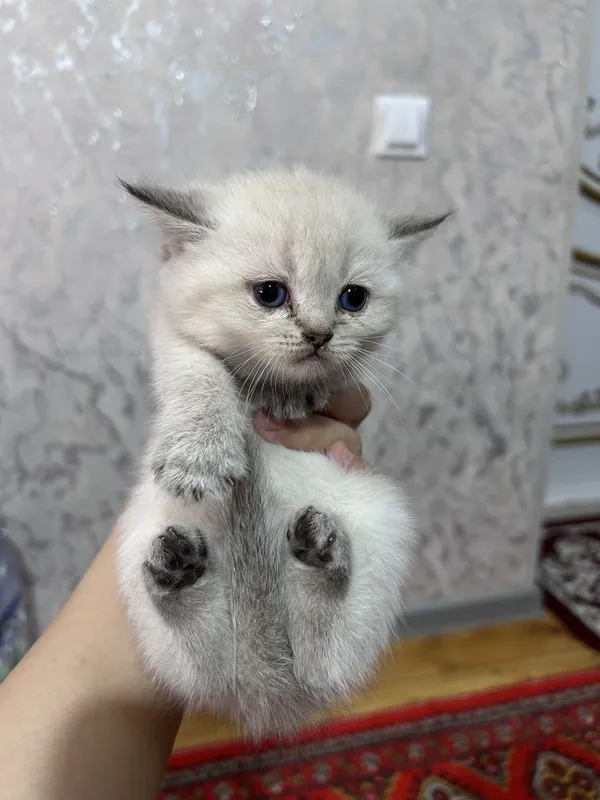 Продается котята — фото 3