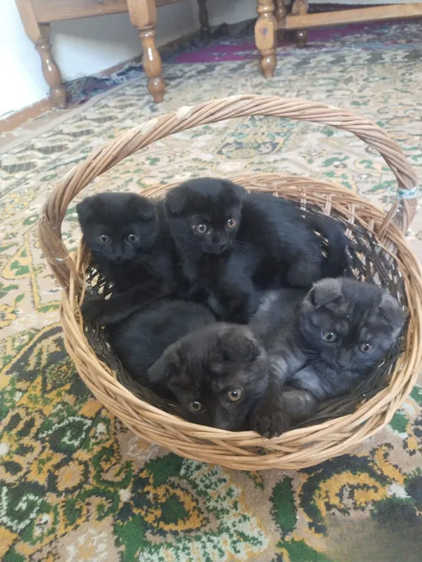 Британский скотиш фолд 2 Британский скотиш фолд 2