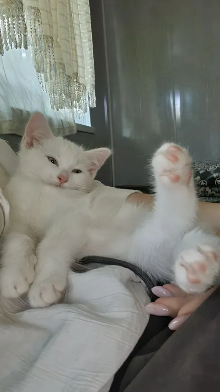 Кошка , игриливая
