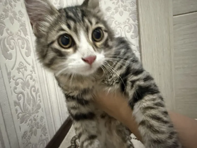 Домашний Котик ищет дом. 1