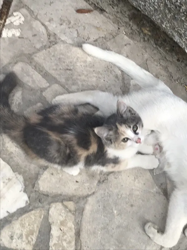 Котята,мальчики,девочки 8 Котята,мальчики,девочки 8