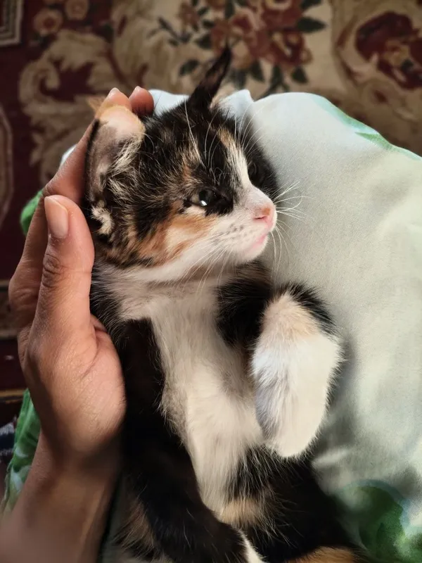 Домашние свои котята в хорошие руки