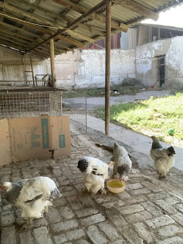 1yillk tovuqlar 3tasi tuxumda 1tasi kurkdan chiqdi — фото 3