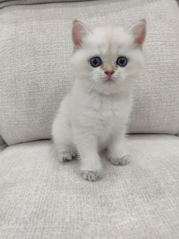 Чистокровные шотландские котята. 3 Чистокровные шотландские котята. 3