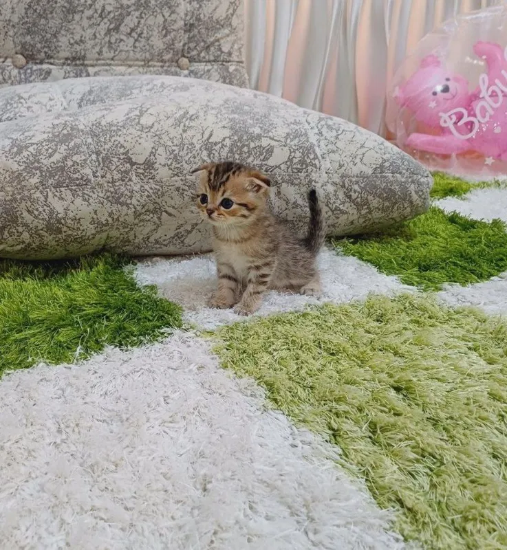 Продаются британские котята