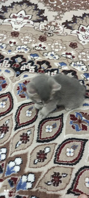 Mushukcha sotiladi zoti British Shorthair l 3 Mushukcha sotiladi zoti British Shorthair l 3