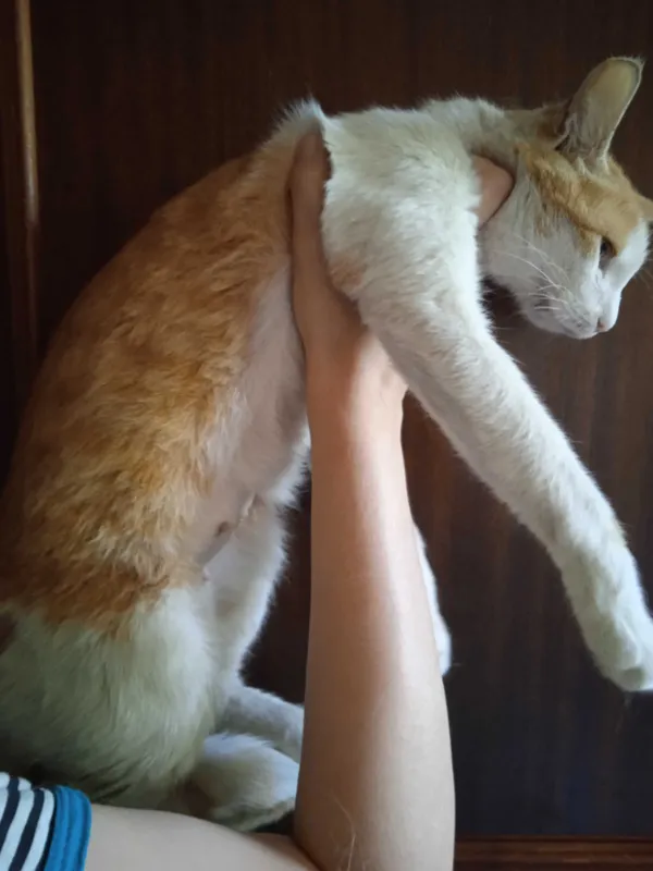 Красивая белорыжая кошечка, 1 год, стирилизована. — фото 2