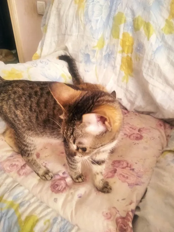 Котята даром 4 Котята даром 4