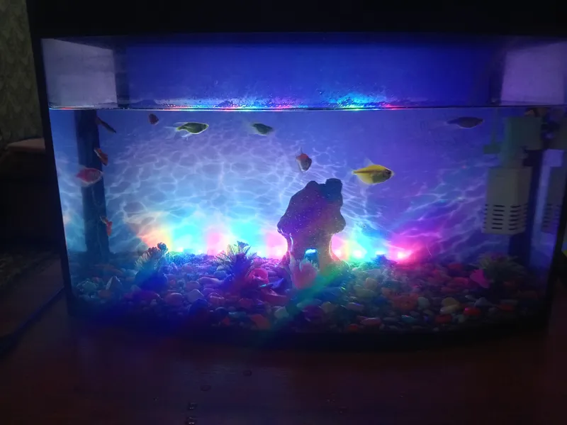 Baliqlari bilan akvarium sotaman 3