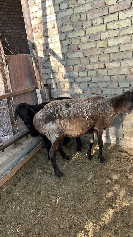 куй она бола 9.0 — фото 3