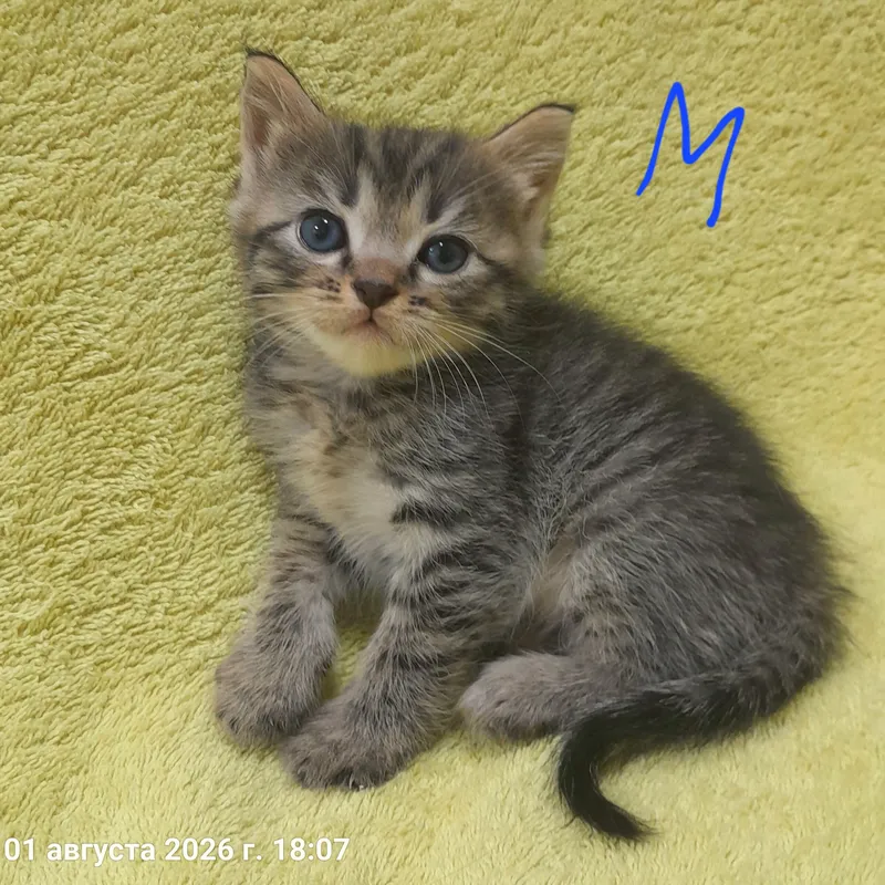 Продаются милые котята,шиншилла 9 Продаются милые котята,шиншилла 9