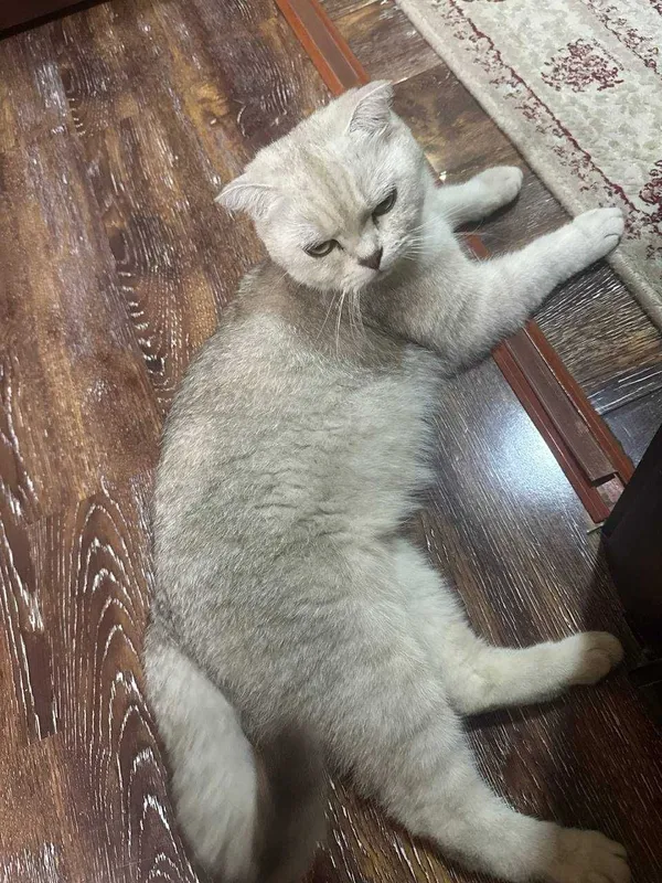 Котята 2 штуки отдам в хорошие руки