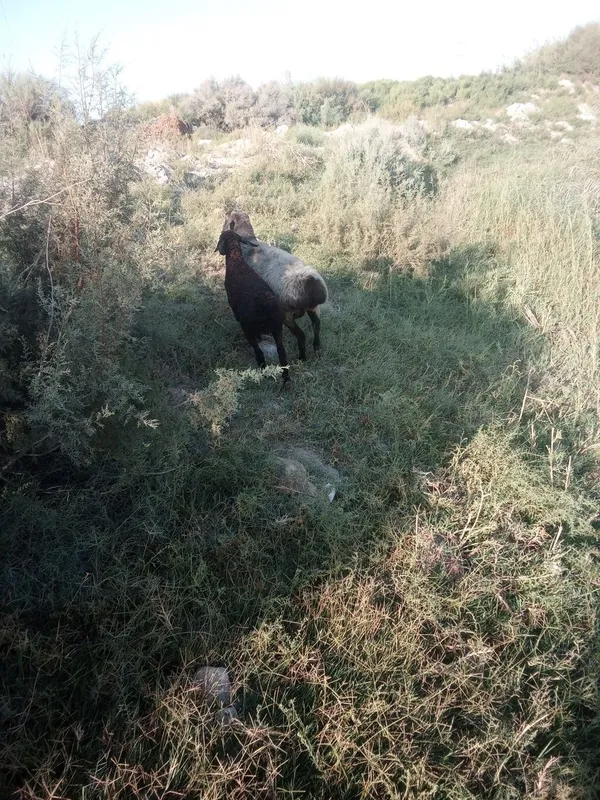 Ona bola qoy qo'zi sotiladi 5 Ona bola qoy qo'zi sotiladi 5