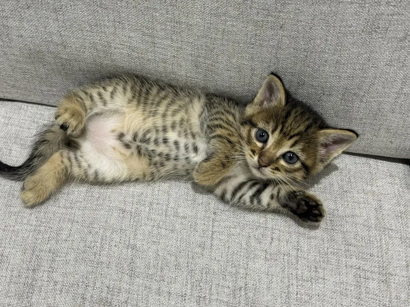 Отдам в хорошие ручки котят/4 кошки — фото 2