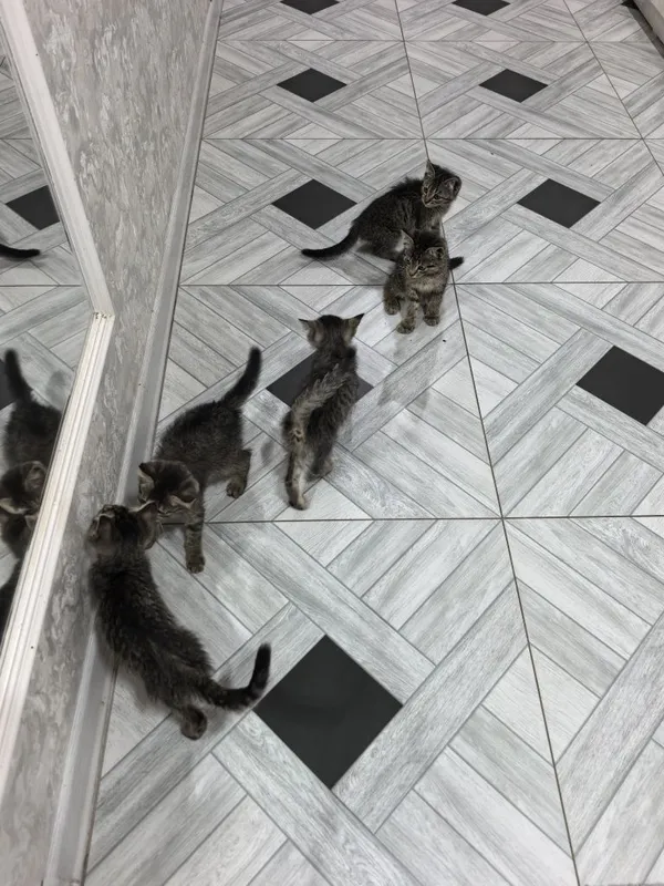 Отдам даром котят в добрые руки. 2 месяца. Доставка по Ташкенту