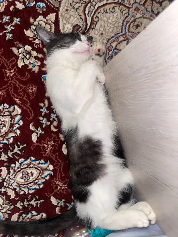 Котёнок бело-чёрный мальчик 1 Котёнок бело-чёрный мальчик 1