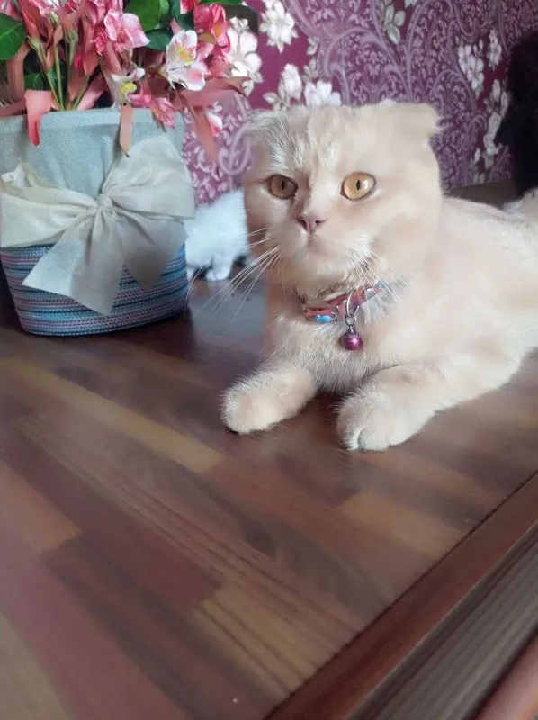 Продам котят породистых — фото 6