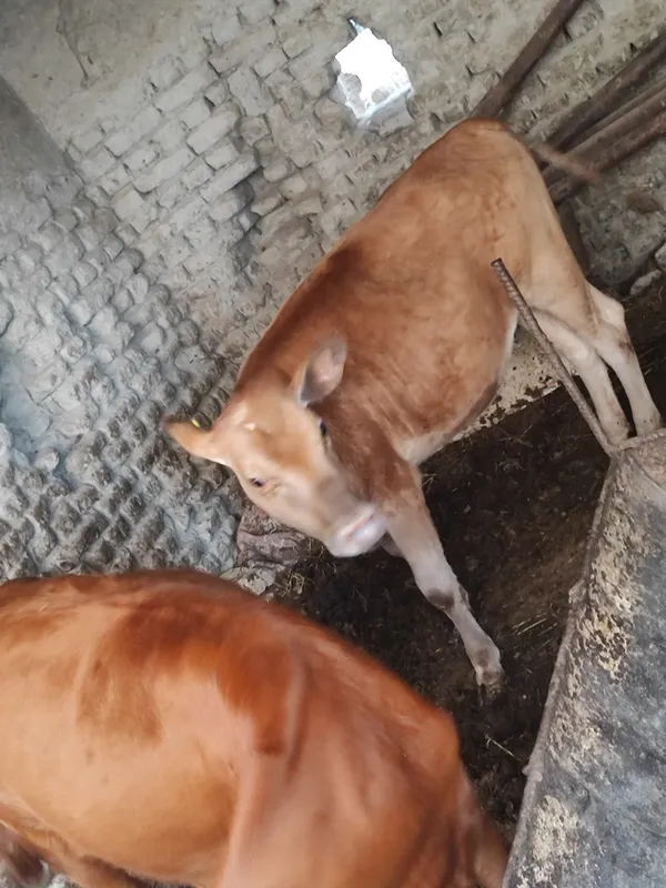 Gunojinla sotiladi 2