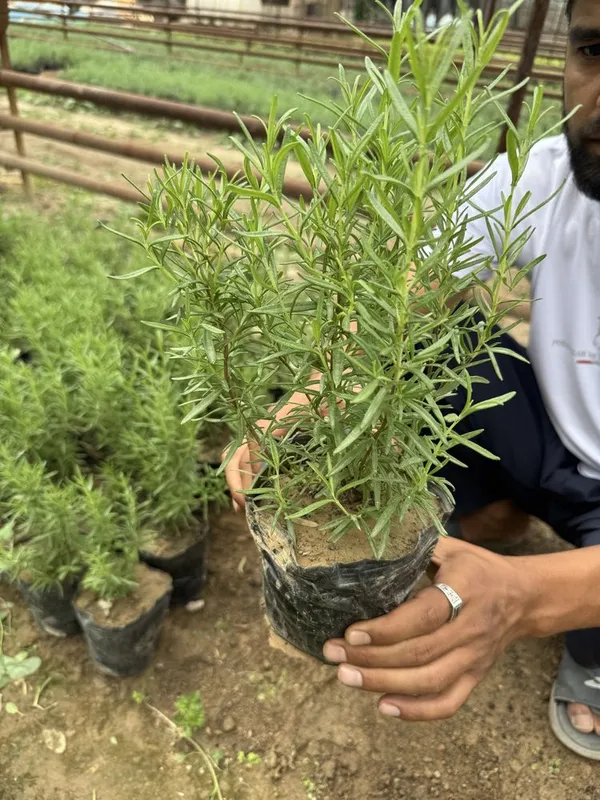 Lavanda fransuzkiy. Rozmarin 6 Lavanda fransuzkiy. Rozmarin 6