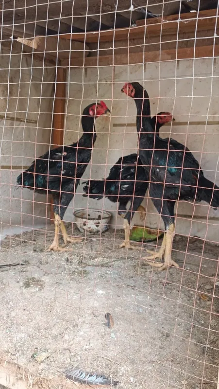 Dakan joja xorozla sotiladi 6