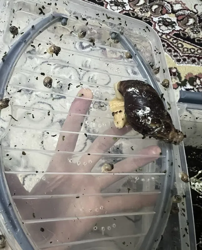 Ахатина улиткаларини бепул бераман 2 Ахатина улиткаларини бепул бераман 2