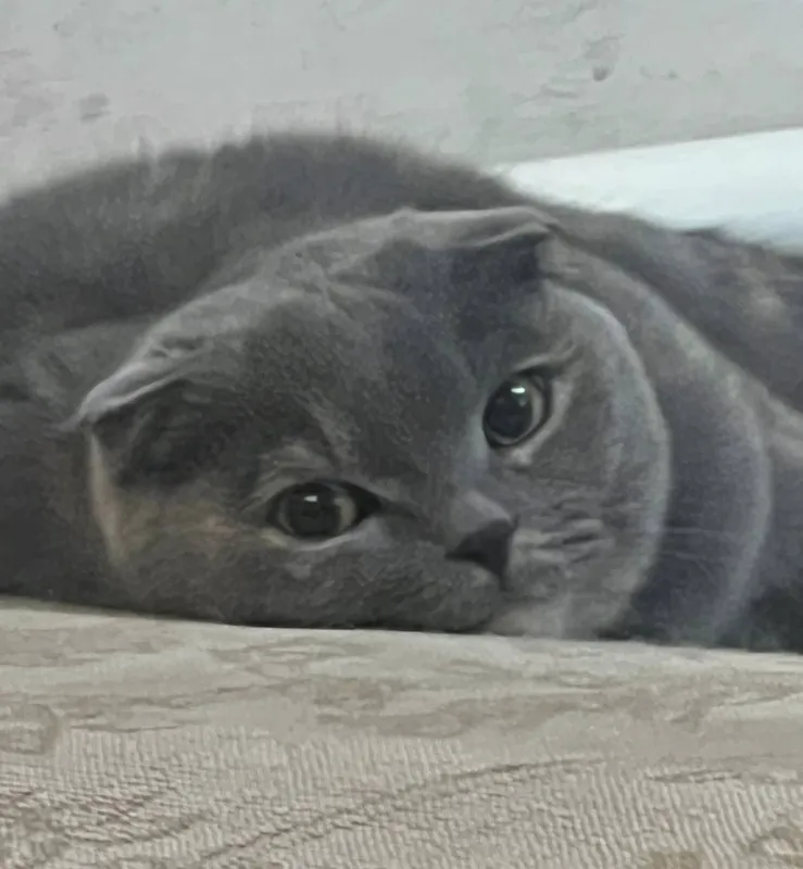 Кошка в подарок