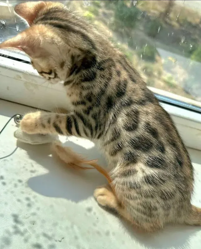 Бенгальские котята — фото 2