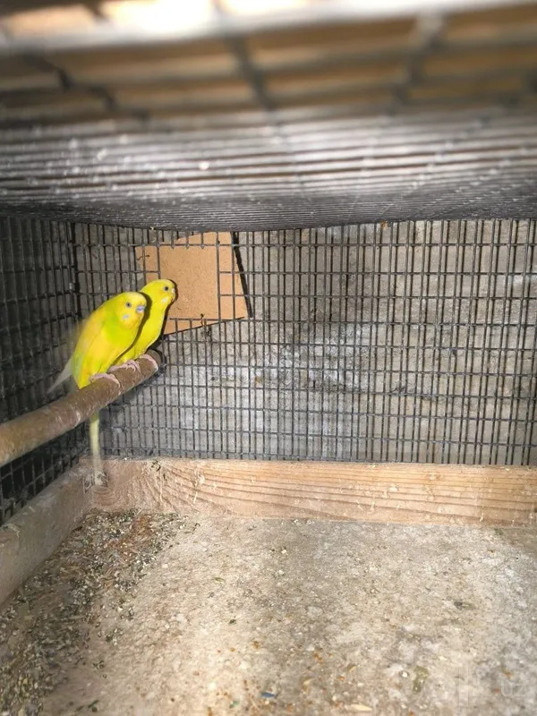 Toʻtila sotiladi sogʻlom tayyor parala 1 Toʻtila sotiladi sogʻlom tayyor parala 1