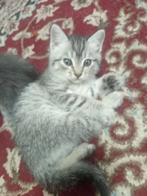 Катята скотишь страйт 2