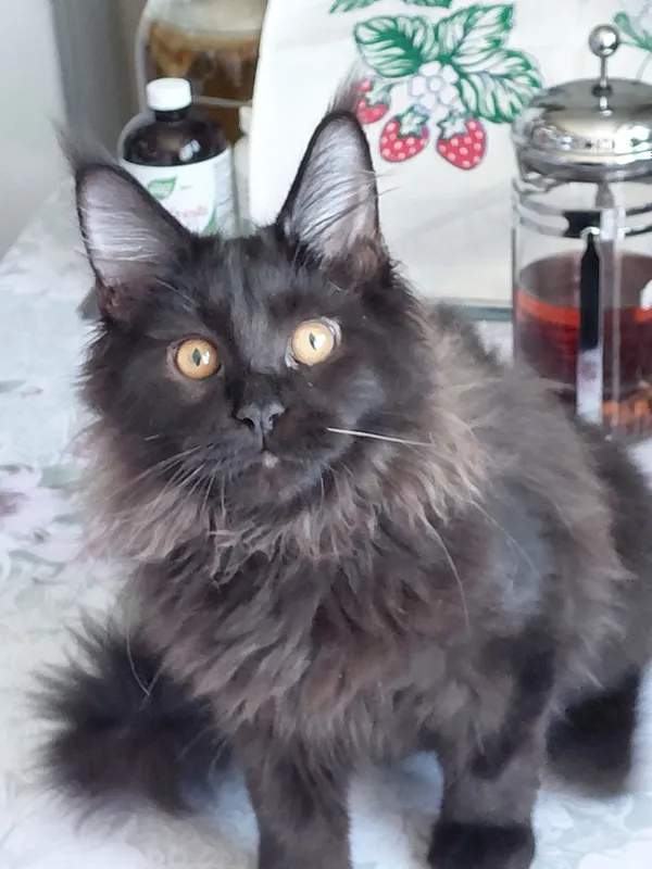 продаются котята породы Мейн кун котятам 5 мес — фото 2