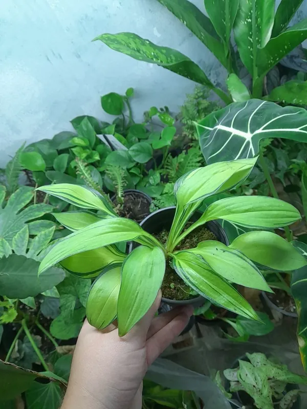 Xosta
(Xitoy) 1 Xosta
(Xitoy) 1
