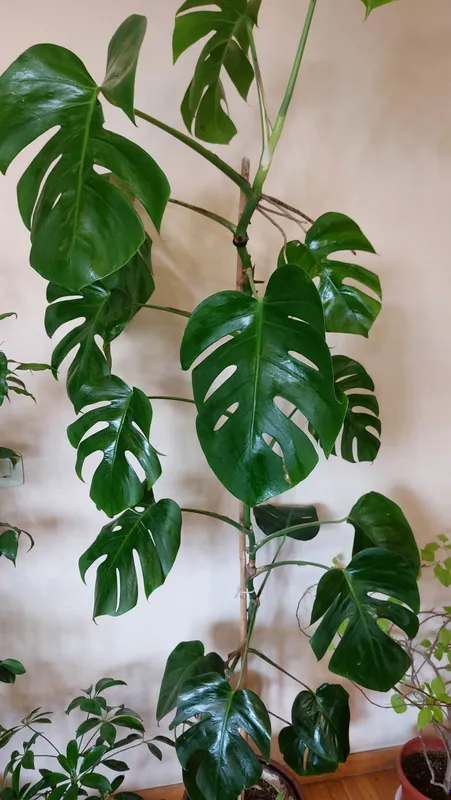 Katta Monstera 1 m 82 sm 2 Katta Monstera 1 m 82 sm 2