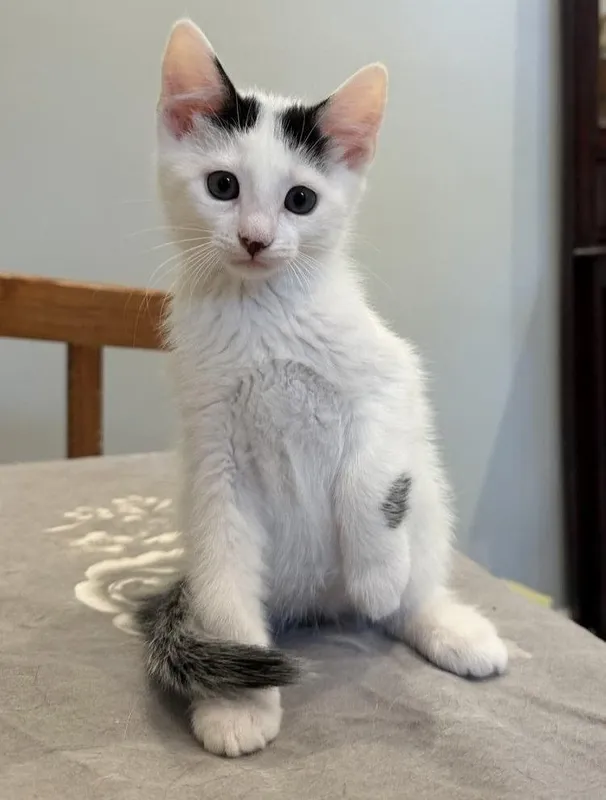 котята в добрые руки! 2 котята в добрые руки! 2