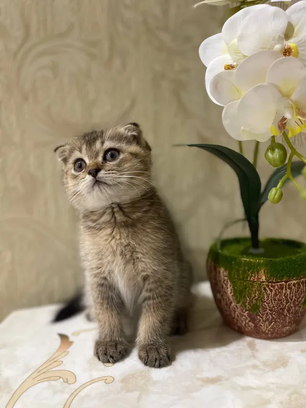Кошка 1 Кошка 1