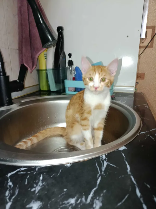 Котёнок по имени Лео — фото 1
