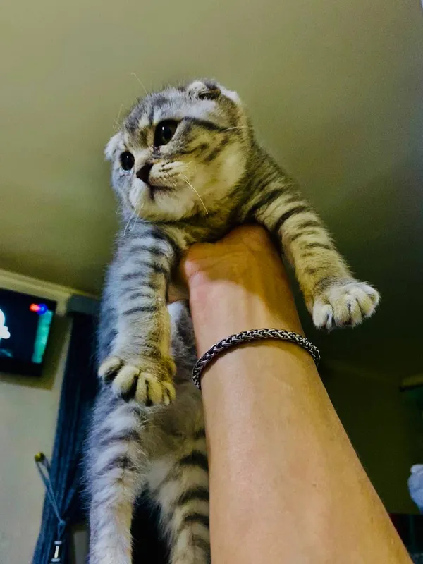 Породистая кошка 1 Породистая кошка 1