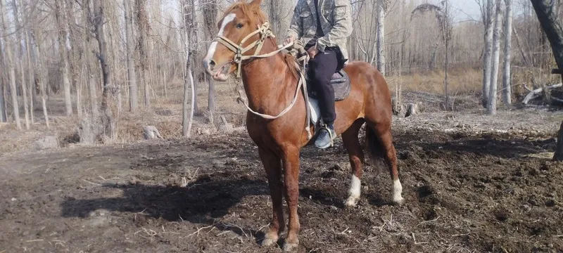 От сотилади зудлик Билан
