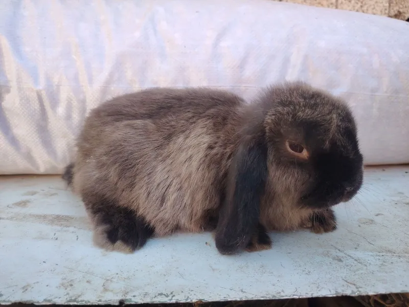 Quyon baran karlik minilop akras gavana va qora 3 oylik.