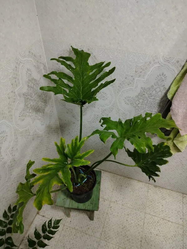 Продаётся цветы, Honaki gullar sotiladi — фото 4